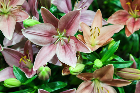 lily, Lilium or pink lily and orange lily in the flower potの写真素材