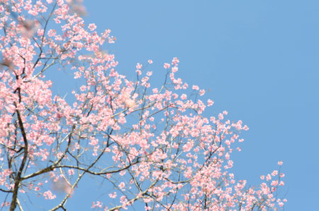 wild himalayan cherry or prunus cerasoides, sakura or pink flower in blur backgroundの写真素材