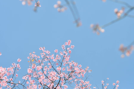 wild himalayan cherry or prunus cerasoides, sakura or pink flower in blur background