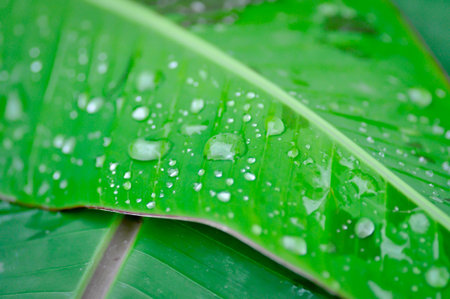 banana plant, blood banana or Musa acuminata or Musa balbisiana or dew drop on the leafの写真素材