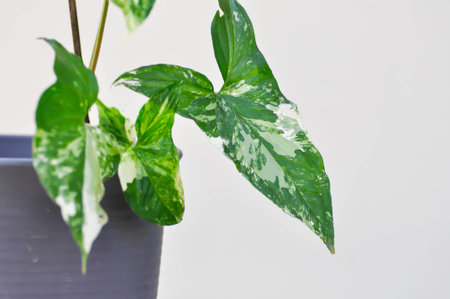 Syngonium podophyllum, Arrowhead Vine or Goosefoot Plant or Araceae plantの写真素材