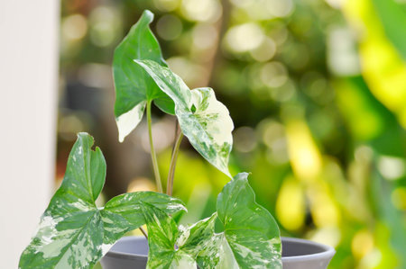 Syngonium podophyllum, Arrowhead Vine or Goosefoot Plant or Araceae plantの写真素材