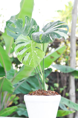 monstera thai constellation or Monstera, Herricane plant or Swiss cheese plantの写真素材