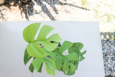 Mini Monstera, Monstera deliciosa Liebm or Philodendron ginny or Rhaphidophora terrasperma or mostera plantの写真素材