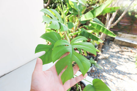 Mini Monstera, Monstera deliciosa Liebm or Philodendron ginny or Rhaphidophora terrasperma or mostera plantの写真素材