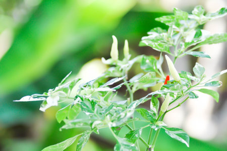 pepper plant or spotted pepper plant, Chilli Padi or Bird Eye Chili or Thai pepper or  Capsicum frutescens Linn or Solanaceae plantの写真素材