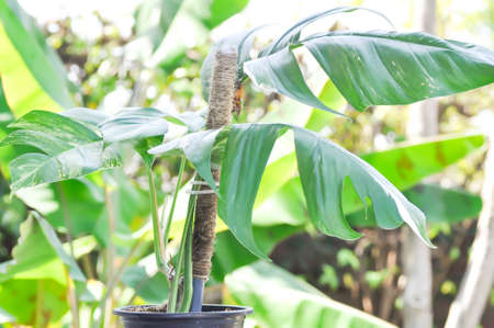 Epipremnum,Epipremnum Pinnatum Variegata or Epipremnum pinnatum variegated albo plantの写真素材