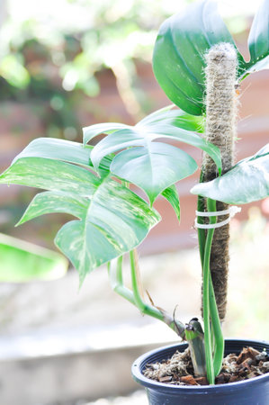 Epipremnum,Epipremnum Pinnatum Variegata or Epipremnum pinnatum variegated albo plantの写真素材