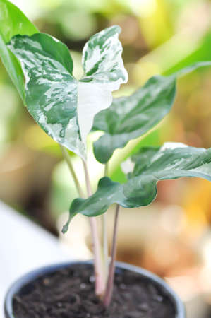 Syngonium podophyllum, Arrowhead Vine or Goosefoot Plant or Araceae plantの写真素材