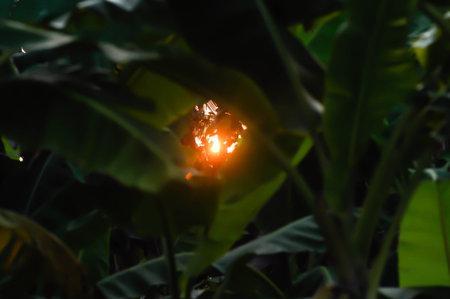 sunrise ,sunset in blur background ,sunset and shadow of banana leavesの写真素材