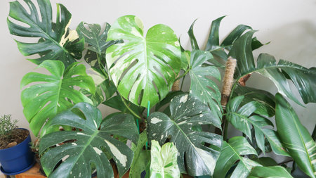 monstera thai constellation or Monstera, Hurricane plant or Swiss cheese or bicolor plantの写真素材