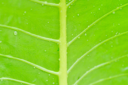 Alocasia, Alocasia macrorrhizos or Alocasia plant or dew drop on the leaf