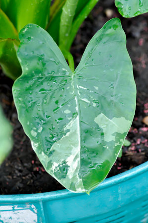 Alocasia, Alocasia macrorrhizos or Alocasia plant or bicolor alocasia or bicolor leafの写真素材