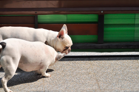 dog or french bulldog, two French bulldog