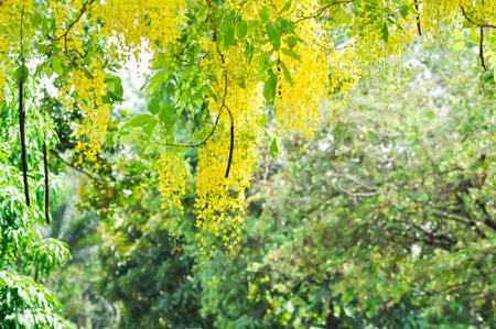 Cassia fistula ,LEGUMINOSAE CAESALPINIOIDEAE or   Pudding Pine or Indian Laburnum or Golden Shower...