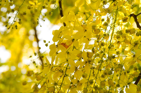 Cassia fistula ,LEGUMINOSAE CAESALPINIOIDEAE or   Pudding Pine or Indian Laburnum or Golden Shower plantの写真素材