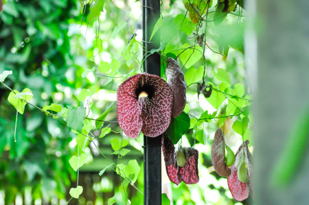 Aristolochia ringens , Aristolochiaceae or Aristolochia ringens Vahl plant and flowerの写真素材