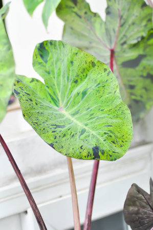 Alocasia, Alocasia mohito or Mojito Alocasia or tricolor alocasia or black and green leaf or bicolor leafの写真素材