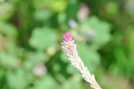 Celosia argentea , Cocks comb or Foxtail amaranth or pink flower or AMARANTHACEAE plant