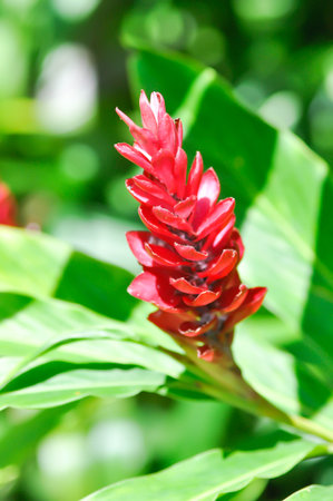 Alpinia purpurata, K Schum or Ostrich plume or Pink cone ginger or Red Ginger or Vieill plantの写真素材