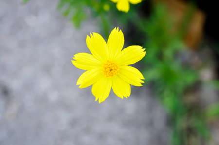 cosmos, Cosmos sulphureus Cav or Asteraceae plant