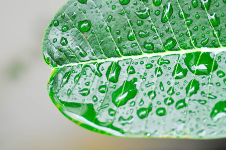 Plumeria, Frangipani or  Temple tree or rain drop on the leaf or Plumeria leaf