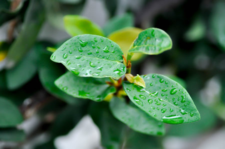 rain drop on ficus pumila or climbing fig plantの写真素材
