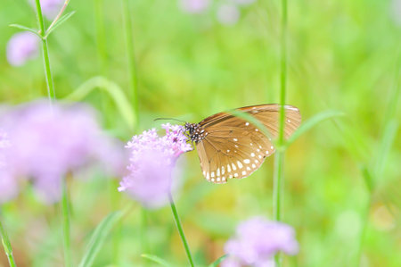 butterfly and Verbena bonariensis flower, Verbena x hybrida Groenl and  Ruempler or Vervenaceae or Common Garden Verbena in the gardenの写真素材