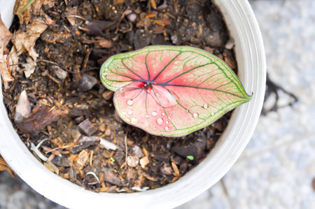 Caladium, Caladium Bicolor Vent or Caladium bicolor or caladium sp mingmongkon and rain drop or dew dropの写真素材