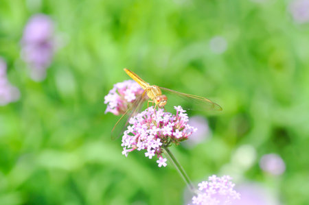 Dragonfly and Verbena bonariensis flower, Verbena x hybrida Groenl and  Ruempler or Vervenaceae or Common Garden Verbena in the gardenの写真素材