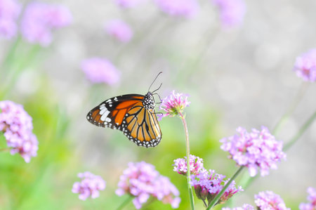 butterfly and Verbena bonariensis flower, Verbena x hybrida Groenl and  Ruempler or Vervenaceae or Common Garden Verbena in the gardenの写真素材