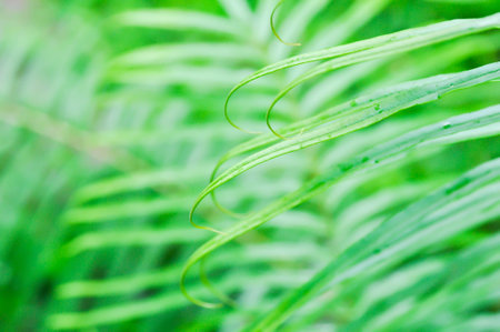 Pteris vittataPteris vittata or Pteris vittata L or fern , fern plantの写真素材