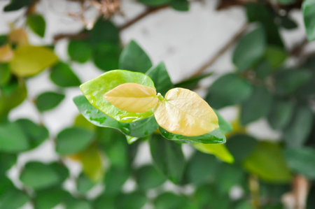 rain drop on ficus pumila or climbing fig plant ,rain drop on the leafの写真素材
