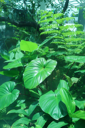 Homalomena rubescens ,Homalomena and fern in the gardenの写真素材