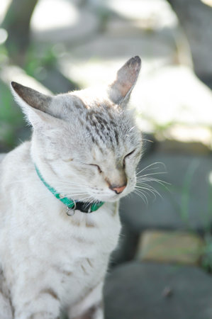 cat or grey cat, Felis catus or Felis catus domestica at homeの写真素材