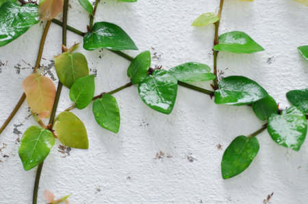 ficus pumila or climbing fig or MORACEAE and dew drop or rain dropの写真素材