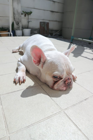 white French bulldog  or lie down French bulldog ,sleepy dog or sunbathe dog on the floorの写真素材