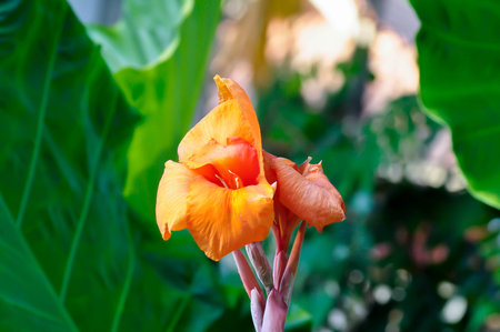 Indian shot, India short plant or India shoot or Butsarana or Cannas or Canna lily or Canna indica L or CANNACEAE plant or orange flowersの写真素材