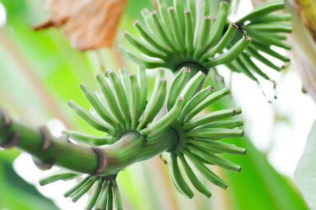 banana seed or banana plant, banana tree or Banana blossom in white backgroundの写真素材