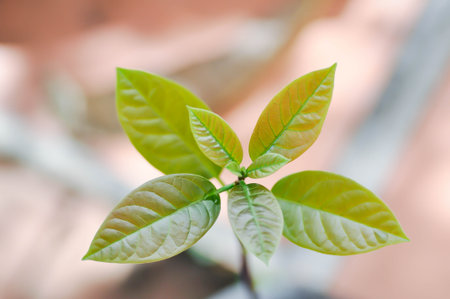 Persea americana Mill or Avocado, Lauraceae or Persea gratissima plantの写真素材