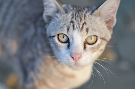 cat or grey cat, Felis catus or Felis catus domestica or cat on the floorの写真素材