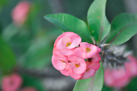 Christ Thorn,Euphorbia milii flower or pink flower in the gardenの写真素材