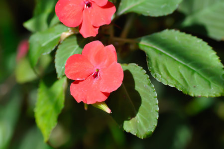 Balsaminaceae, Busy Lizzie or Impatiens walleriana Hook f or Patience Plant or  Sultana or Impatiens...
