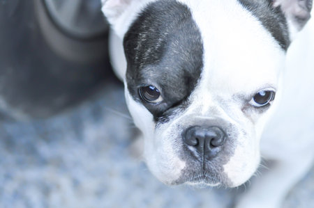 french bulldog, unaware French bulldog or young french bulldogの写真素材