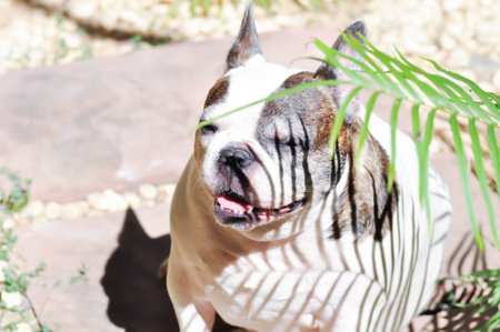 dog or French bulldog or old dog, old French bulldog in the gardenの写真素材