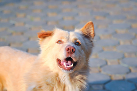 white dog or lie down dog ,sleepy dog or sunbathe dog on the floorの写真素材