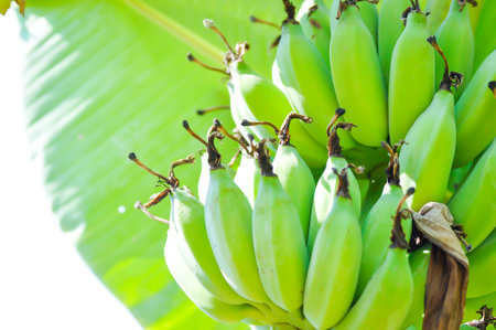 banana ,banana seed or banana plant in the gardenの写真素材