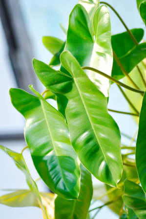 Philodendron burle marxii, Philodendron or ARACEAE plantの写真素材