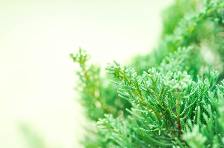 Juniperus chinensis, Chinese juniper or CUPRESSACEAE or pine tree or pine leaf