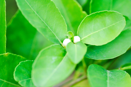 lemon tree ,lime tree and lemon flower or lime flower on the tree